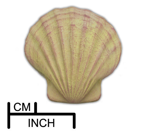 Shell #3